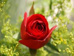 1月25日生日花-圣诞玫瑰