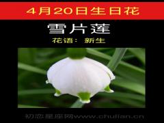 4月20日生日花-雪片莲