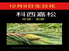 12月9日生日花-科西嘉松