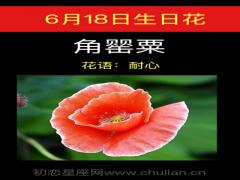 6月18日生日花-角罂粟