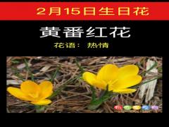 2月15日生日花-黄番红花