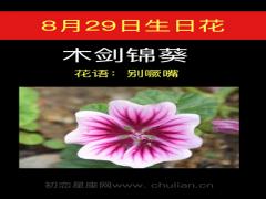 8月29日生日花-木剑锦葵