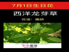 7月1日生日花-西洋龙芽草