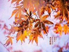 2020鼠年秋分日子好吗？秋分是什么意思？