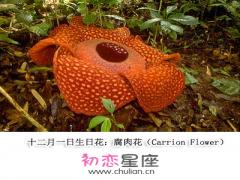 生日花语·十二月