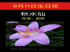 9月11日生日花-秋水仙