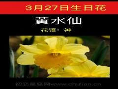 3月27日生日花-黄水仙