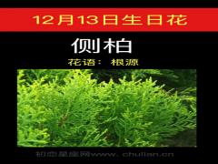12月13日生日花-侧柏