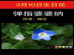 3月10日生日花-弹指婆婆纳
