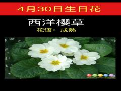 4月30日生日花-西洋樱草