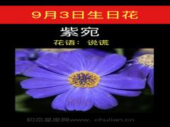 9月3日生日花-紫苑
