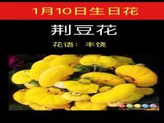 1月10日生日花-荆豆花