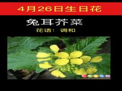 4月26日生日花-兔耳芥菜