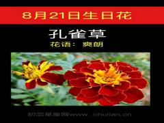 8月21日生日花-孔雀草