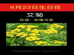 8月23日生日花-艾菊
