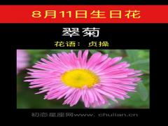 8月11日生日花-翠菊