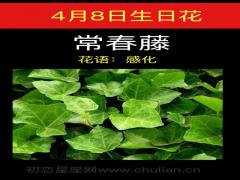 4月8日生日花-常春藤