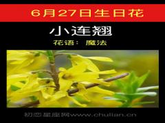 6月27日生日花-小连翘