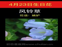 4月23日生日花-风铃草