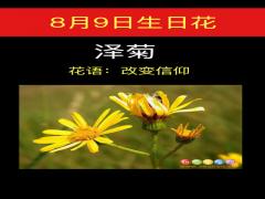 8月13日生日花-泽菊