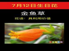 7月12日生日花-金鱼草