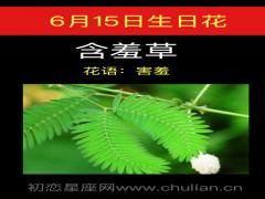 6月15日生日花-含羞草