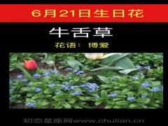 6月21日生日花-牛舌草