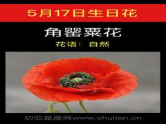 5月17日生日花-角罂粟花