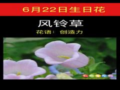 6月22日生日花-风铃草