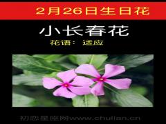 2月26日生日花-小长春花