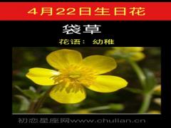4月22日生日花-袋草
