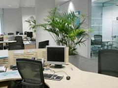 办公室风水-办公室风水植物怎么选？