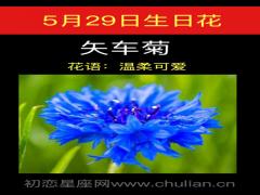 5月29日生日花-矢车菊