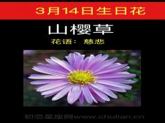 3月14日生日花-山樱草
