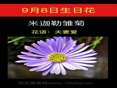 9月8日生日花-米迦勒雏菊