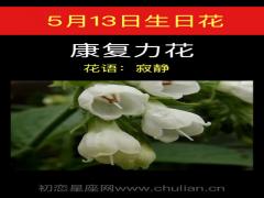 5月13日生日花-康复力花