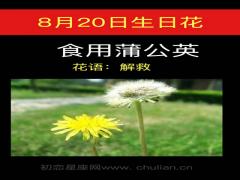 8月20日生日花-食用蒲公英