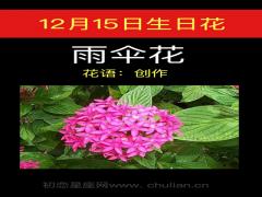 12月15日生日花-两伞花
