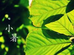 2020年7月6日小暑结婚好吗,小暑有什么风俗习俗？
