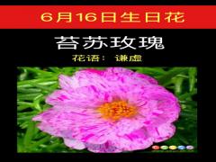 6月16日生日花-苔苏玫瑰
