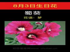 8月3日生日花-蜀葵