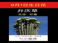 9月1日生日花-弁庆草