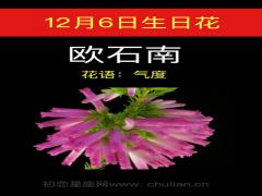12月6日生日花-欧石南