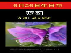 6月26日生日花-蓝蓟