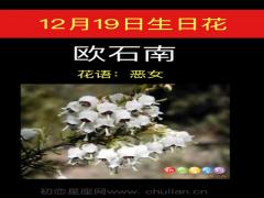 12月19日生日花-欧石南