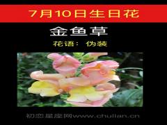7月10日生日花-金鱼草