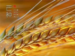 2020年芒种当天黄历不能做什么,2020年哪一天入梅？