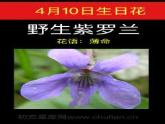 4月10日生日花-野生紫萝兰