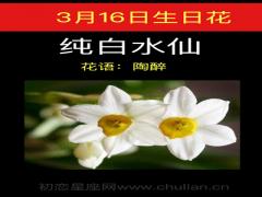 3月16日生日花-纯白水仙