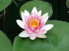 门前种莲花好吗？门前种莲花好不好？
